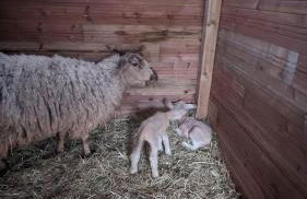 Cosy Arnaya Domaine et Grande Piscine - 1 hectare - Foto 34