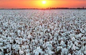 Sunflower Cottage on the River - Foto 15