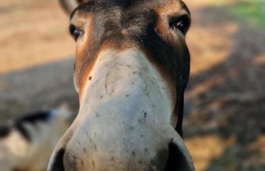 Agriturismo Corte Gaia - Foto 35