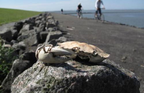 Apartment Pellworm by Interhome - Photo 30