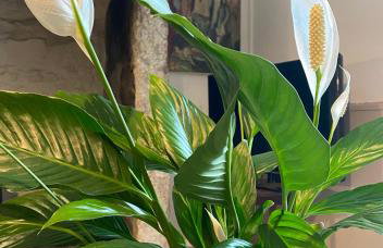 The Painter’s Retreat - Photo 1