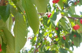 Agriturismo PETRA LUCANA - Photo 35