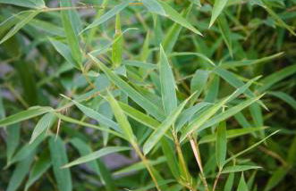 AnMa Cottages The Secret Garden - Foto 36