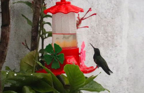 Recanto dos Pássaros - Photo 37