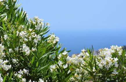 Villa La Lomilla - Photo 5