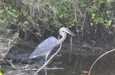 Cardinal vacations - Foto 12