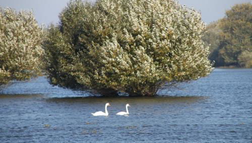 Ferienwohnung am Elbdeich - Foto 4