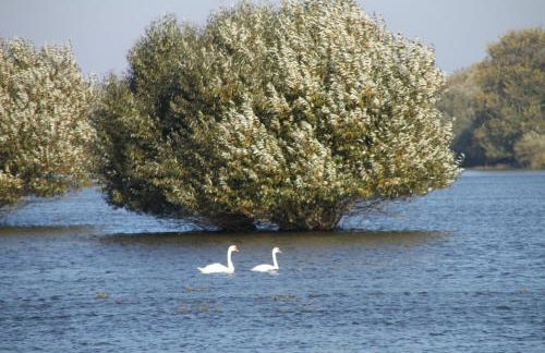 Ferienwohnung am Elbdeich - Foto 4