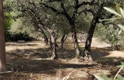 Villa CIGALONS en pleine pinède avec PISCINE - Foto 31