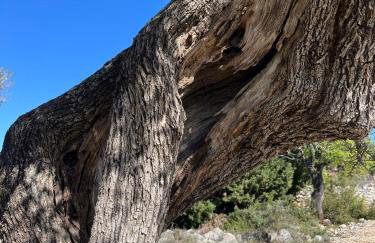 Apartmani Šegota - Photo 35