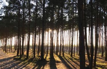 Sosnowe Zacisze - Foto 45