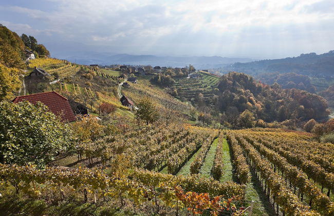 Vineyard cottage Ucman - Foto 13