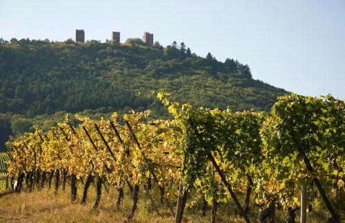 Gite Edelweiss à Eguisheim - Foto 69
