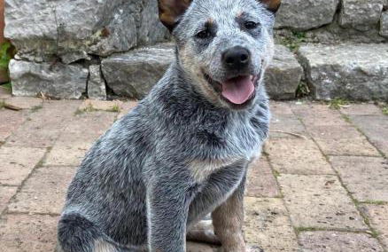 Il Giardino Dorato - Foto 17