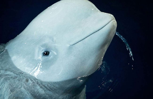 SEA LIFE ® Sydney Entrance Ticket - Foto 5