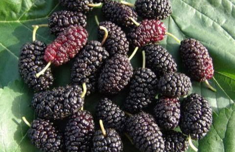 Agriturismo Mirasole - Foto 27