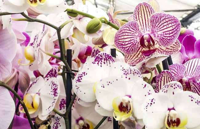 Orchid Farm Tour - Photo 6