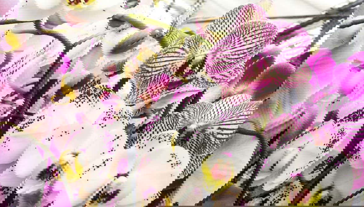 Orchid Farm Tour - Foto 1