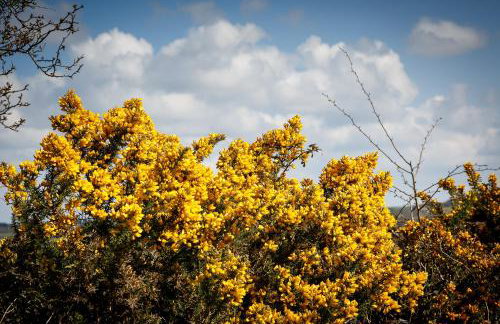 The Granary at Cornish Barn Holidays - Foto 34