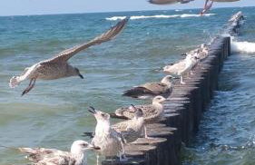 Apartament Grand Royal Maris Ustka - najlepsza lokalizacja, bardzo blisko portu i plaży, parking, nowy kameralny apartamentowiec, ścisłe centrum - Foto 50