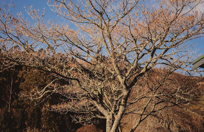 Paradise Valley Lodge - Foto 66