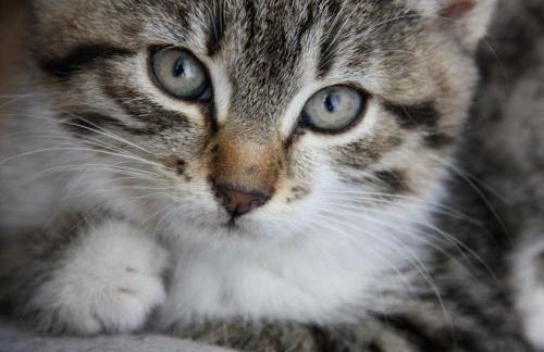 Spisserhof - Photo 33