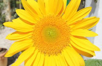 Le Jardin du Somail - Foto 10