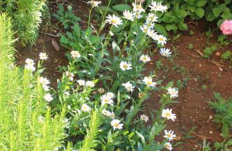 Studio Punta kriza 383a - Foto 12