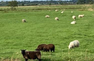 Zum Eulennest - Foto 29