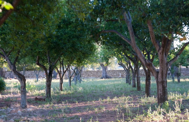 Agriturismo Villa Coluccia - Foto 49