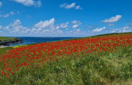 Detached Bungalow in North Cornwall - Foto 27