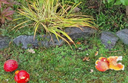 Seeblick in Schwarzwald - Foto 29