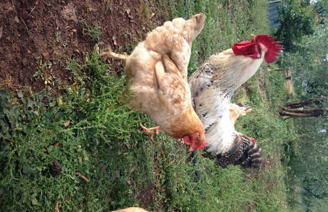 Agriturismo Podere Ficareto - Foto 75