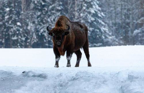 TATANKA Dom w Puszczy & SPA na Polanie - Foto 38