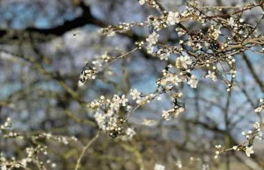 Linden Suite - Foto 41