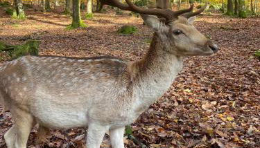 Les Brizards, L'Auberge - Morvan (8 personnes) - Foto 4