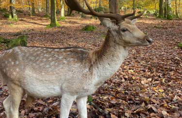 Morvan La Pastourelle - Foto 20
