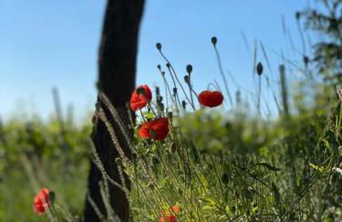 Acapella Suite Adagio 54qm, direkt am Weinberg, Altstadt, Netflix inklusive - Foto 33