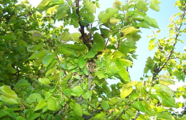 B&B Sunrise House Aygavan Armenia - Photo 9