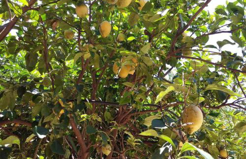 Villa Erato - Foto 19