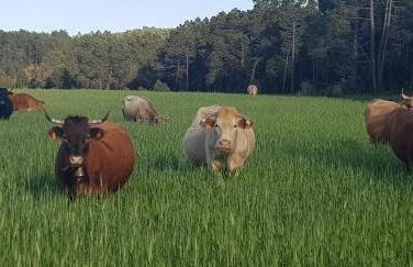 Masia los Toranes - Destino Starlight - Foto 7