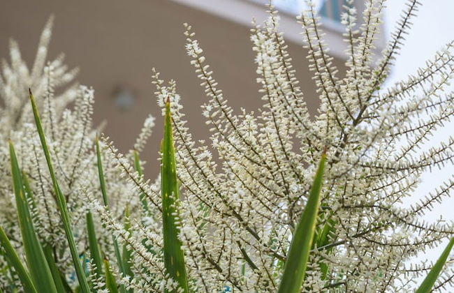 Kyveli Apartments - Foto 14