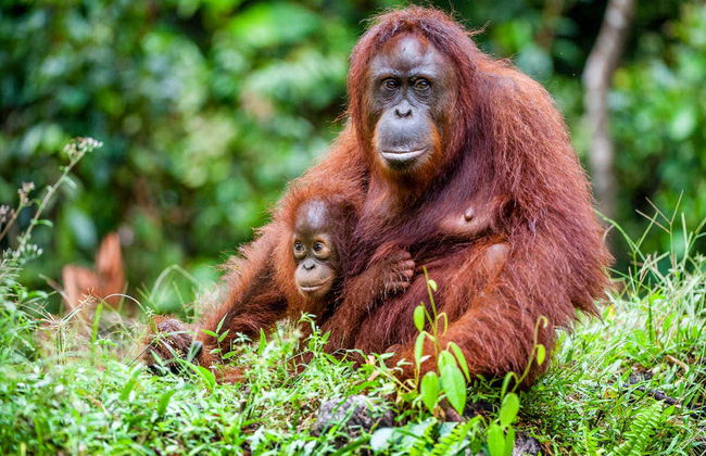 Croisière privée à Bornéo et observation d'orangs-outans - Foto 2