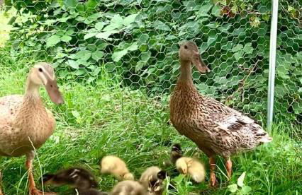 Laufenten Loft - Gutshof Dobschütz Bauernhof - Foto 22