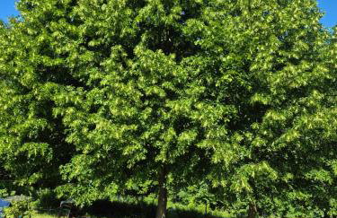 Miodowa Chatka - Foto 25