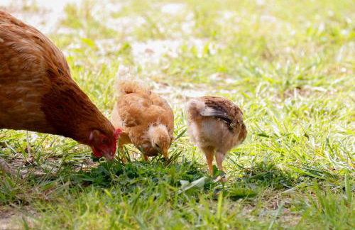 Zacisze Markowszczyzna - Foto 31