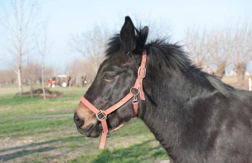 Agriturismo Arte Contadina - Foto 26