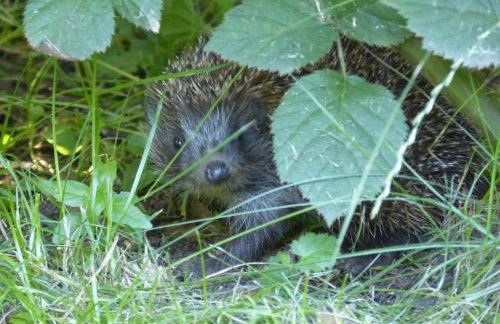 Ropuszy Dwór - Foto 23