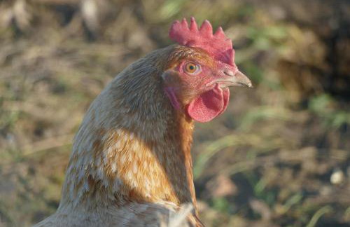 East Hillerton House - Foto 10