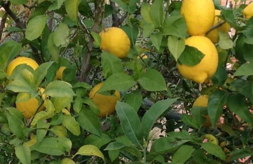 Altea Hills Villa Casablanca 23 - Foto 30